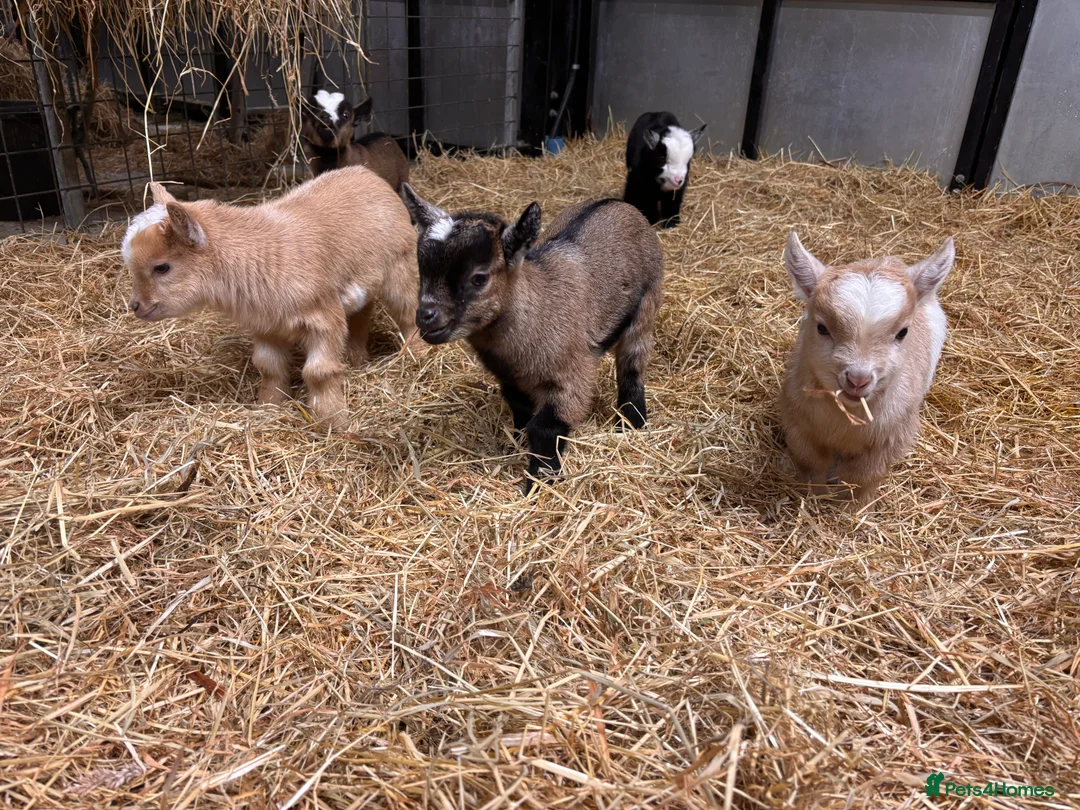 Goats livestock for sale: Gorgeous Pygmy Goats - Ready from mid April  - Advert 4