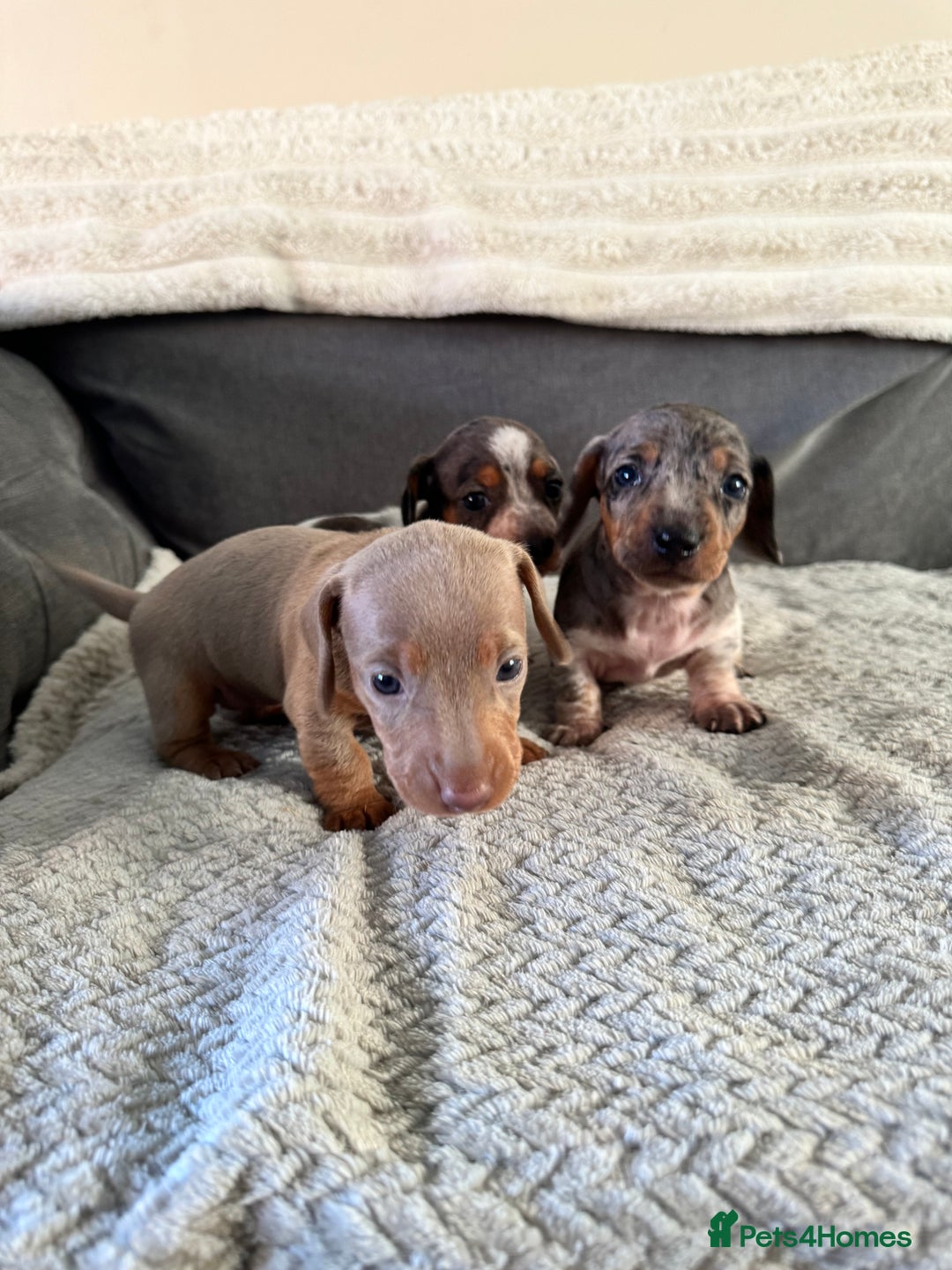 Miniature Dachshund dogs for sale: Miniature dachshund puppies - Image 12