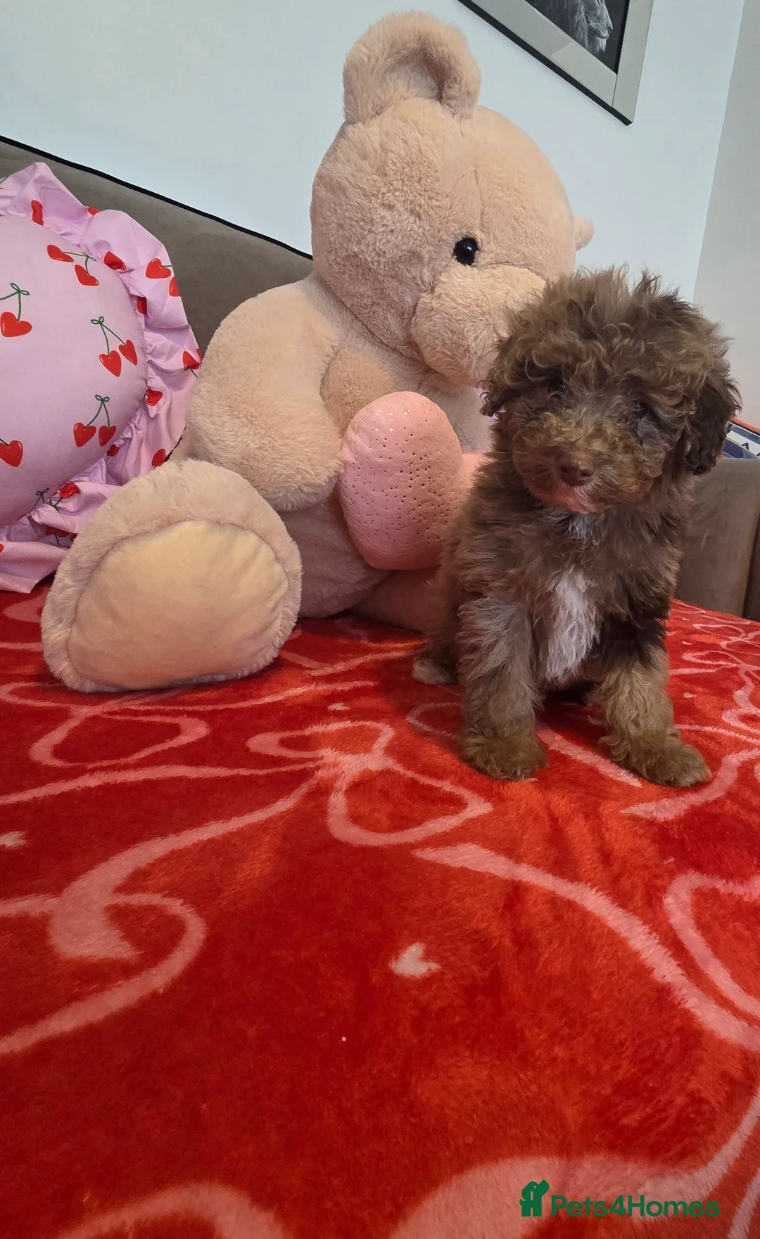 Toy Poodle dogs for sale: Gorgeous littler of x ** mall toy poodles  - Advert 12