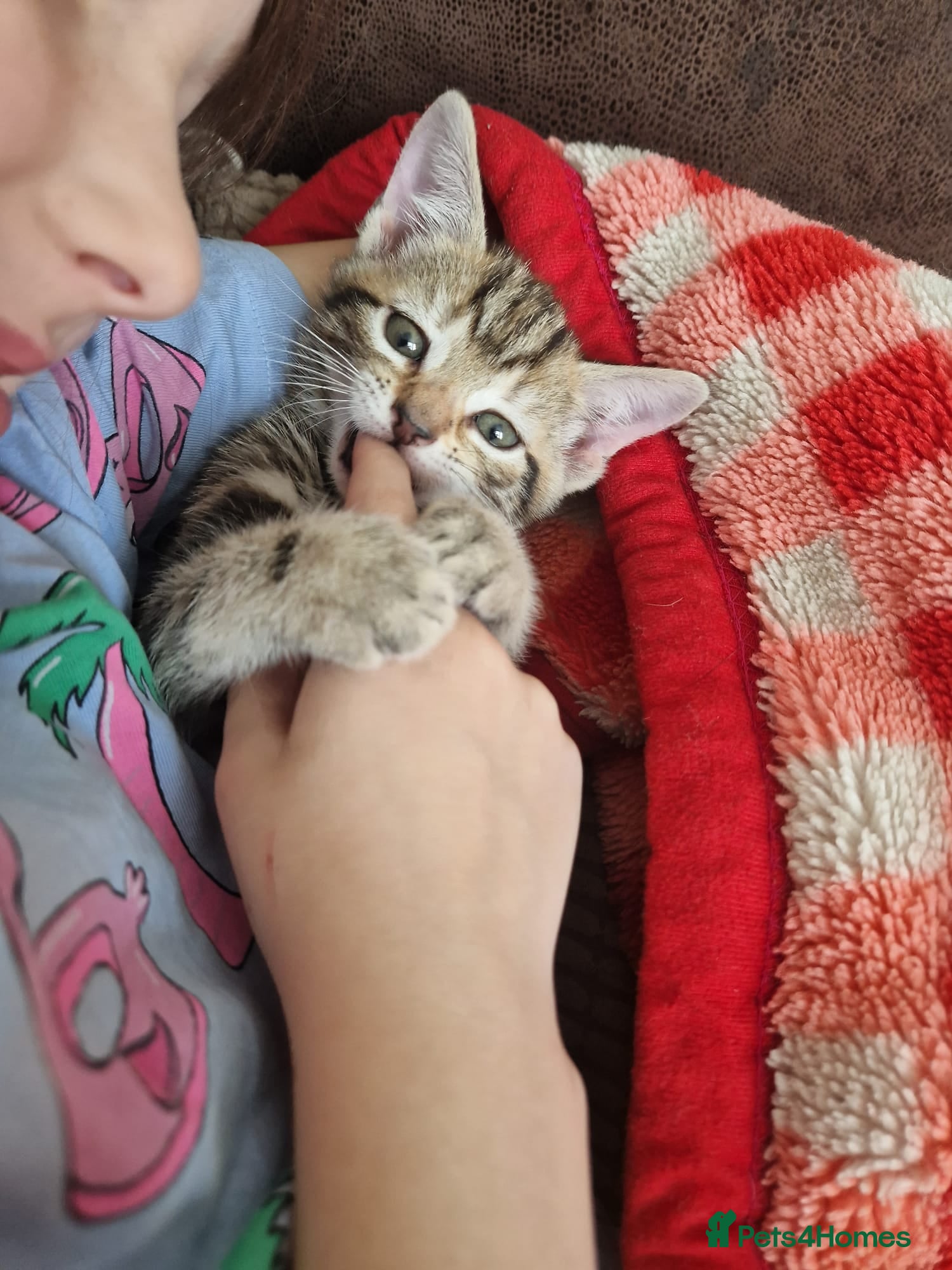 Mixed Breed cats Adorable kittens in London(SE18)😻♥️😻 - Advert 1