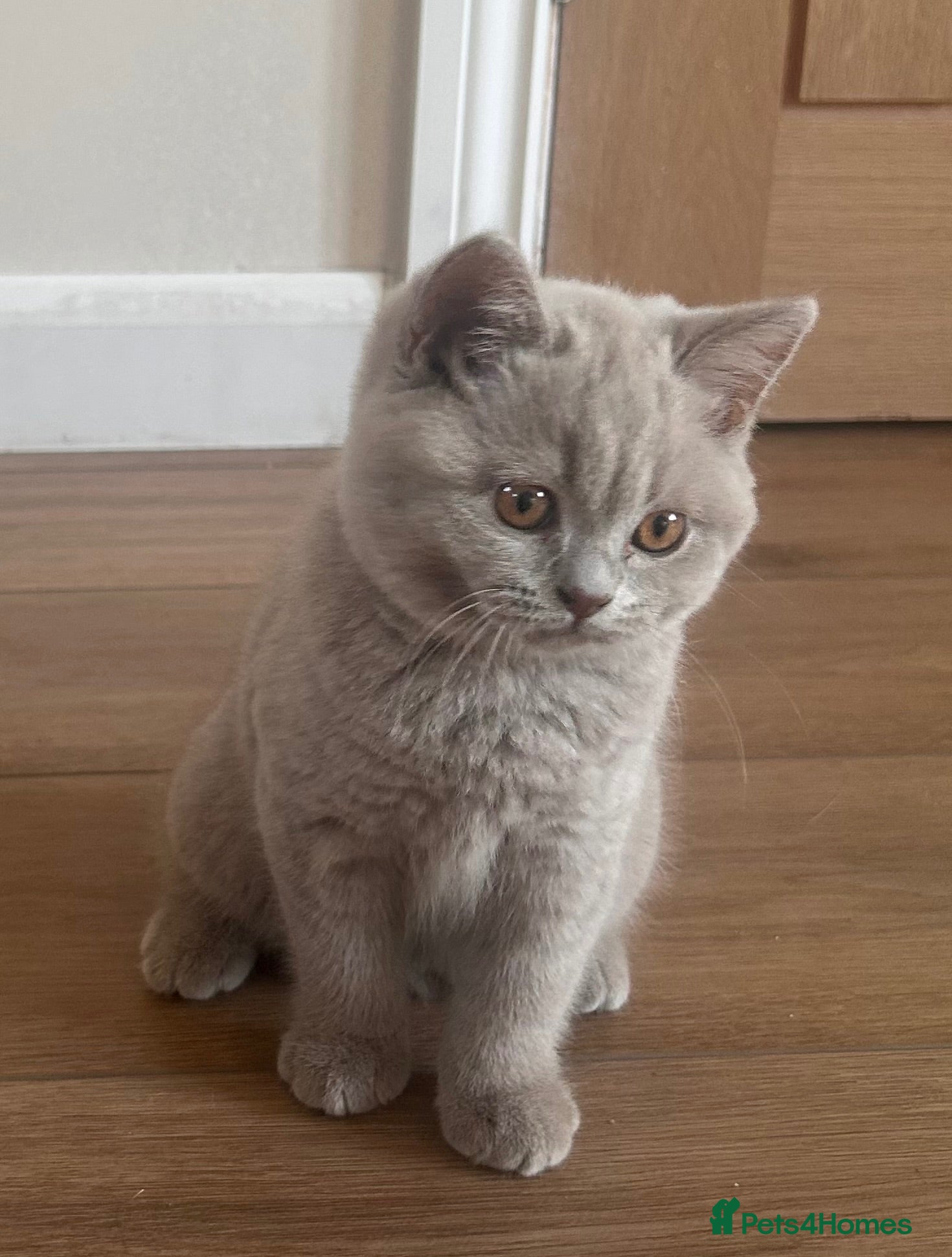 British Shorthair cats Tica registered British Shorthair Kittens  - Advert 1