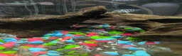 Other/Mixed Breed fish for sale: Polar blue parrot fish - Advert 2