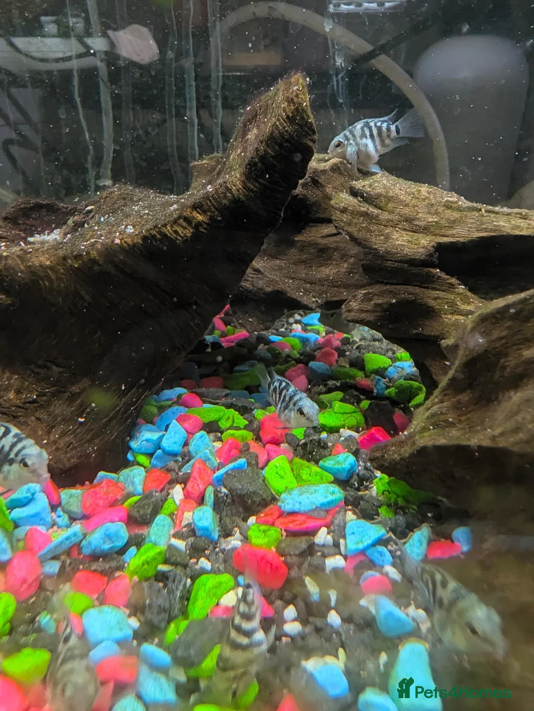 Other/Mixed Breed fish for sale: Polar blue parrot fish - Advert 2