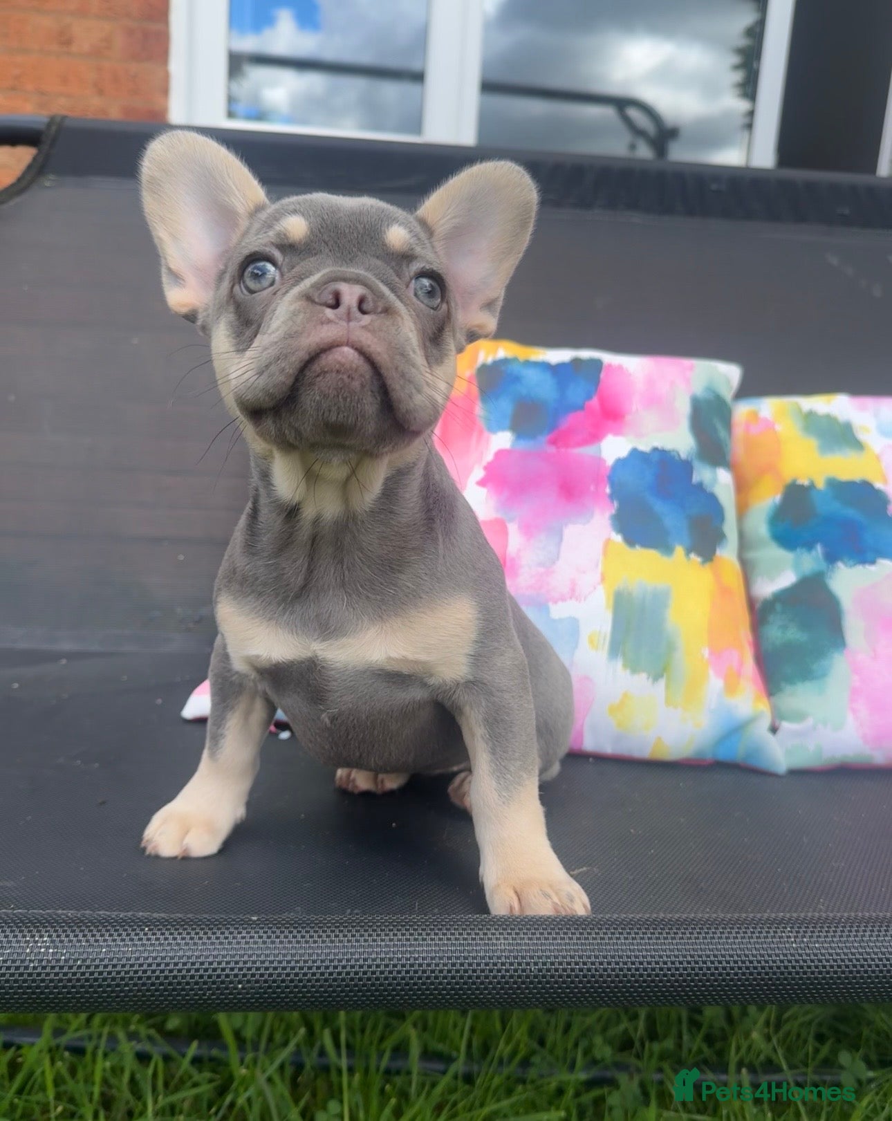 French Bulldog dogs for sale: Frenchie Puppies Ready to go now  in Halesowen - Advert 15