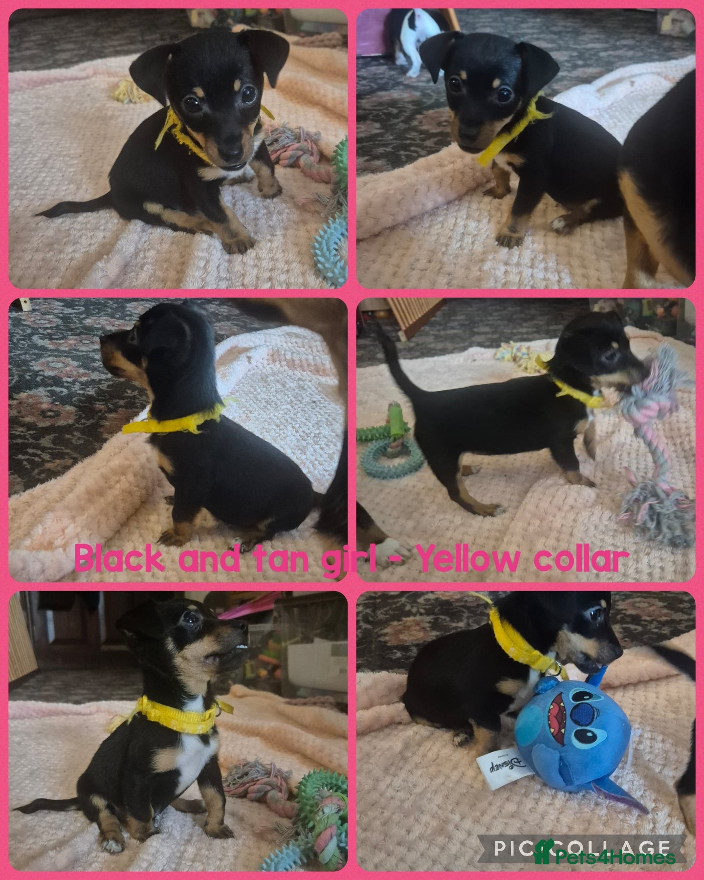 Jack Russell dogs 1 beautiful jack russell puppies now available  - Advert 12