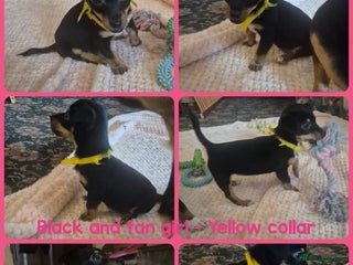 Jack Russell dogs - Advert 30