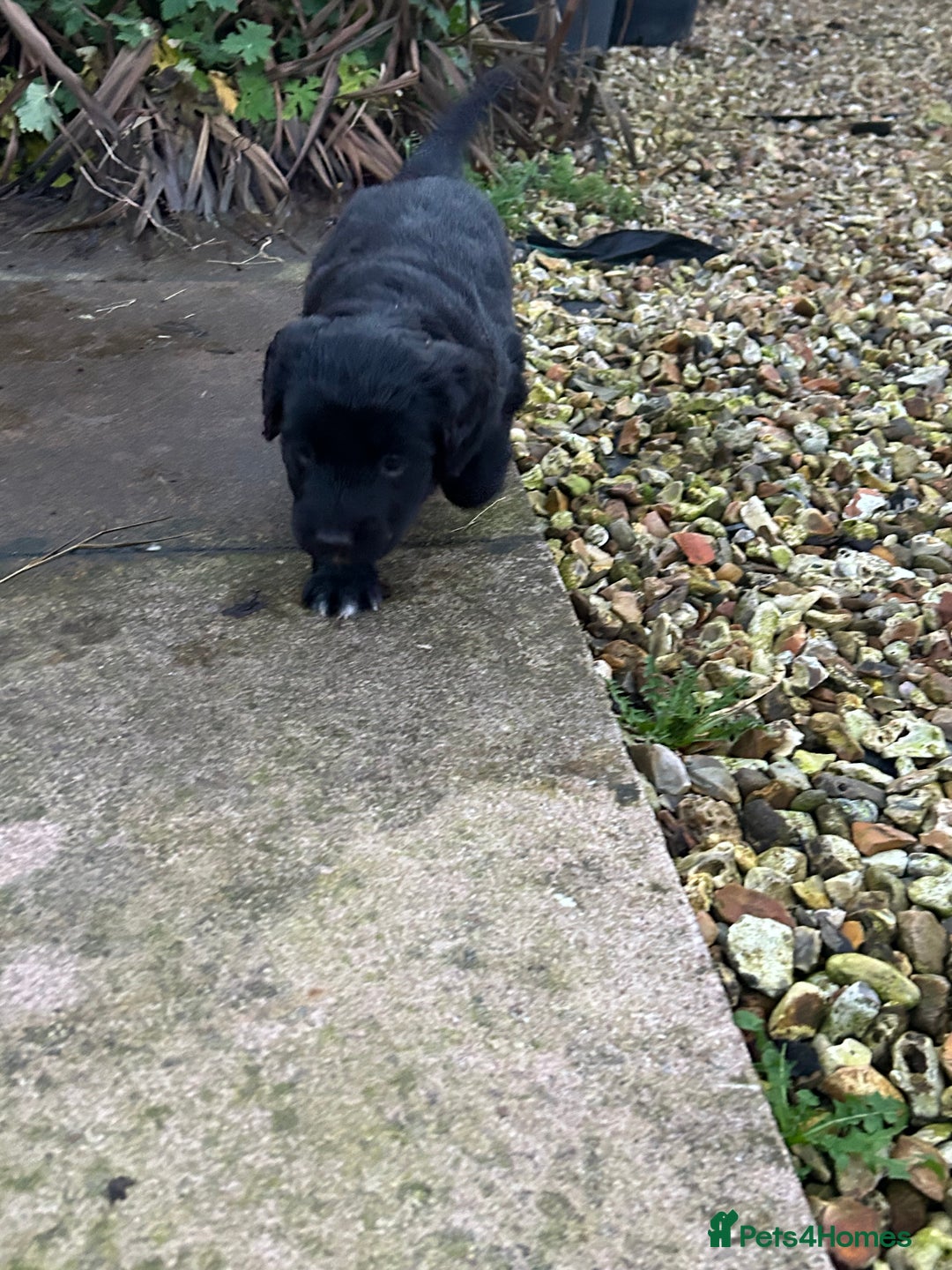 Mixed Breed dogs for sale: Stunning litter - Advert 9