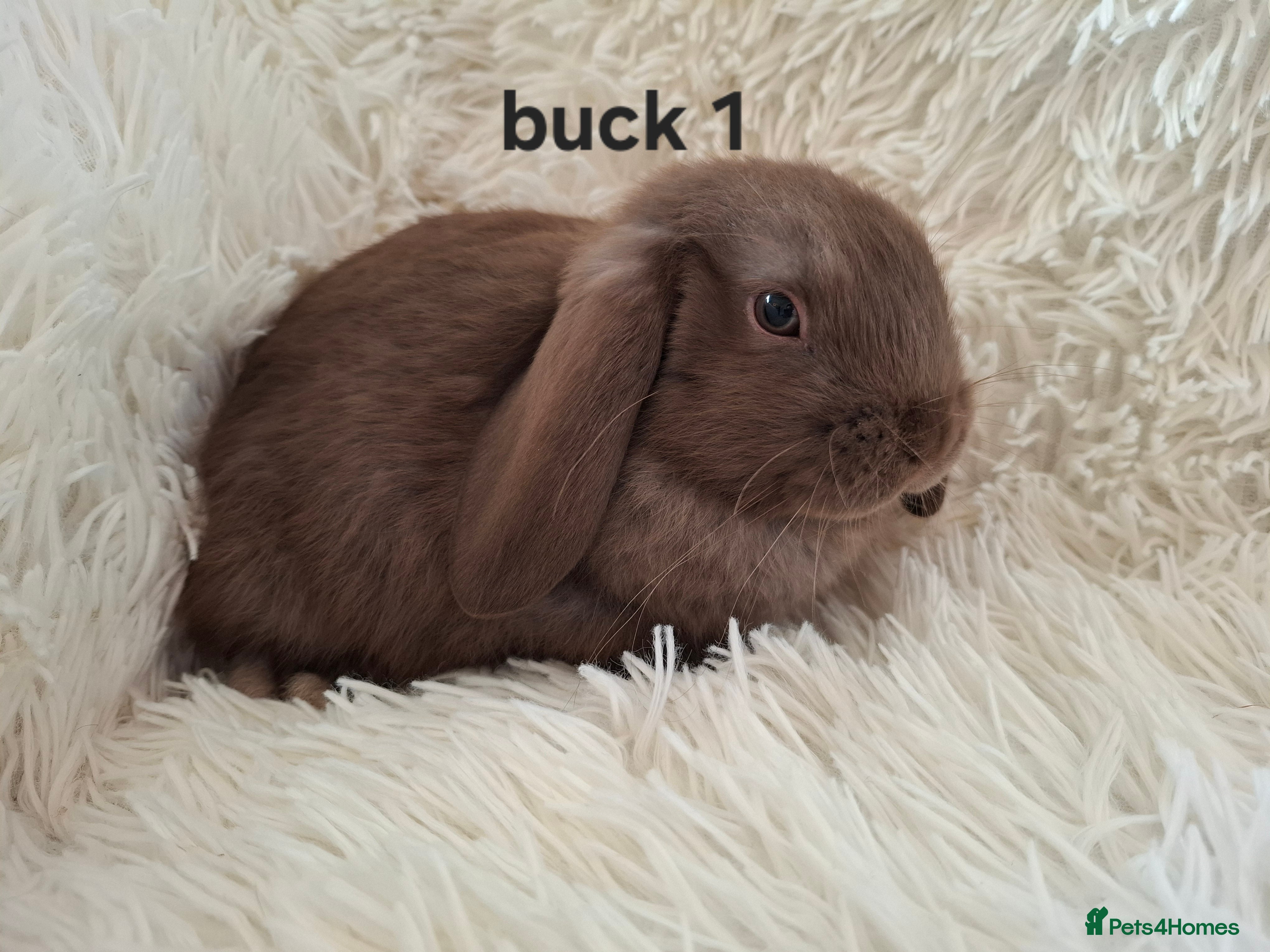 Mini Lop rabbits Mini Lops * READY TO LEAVE * from 14th December - Advert 9
