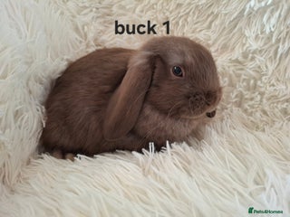Mini Lop rabbits Mini Lops * READY TO LEAVE * from 14th December - Advert 5