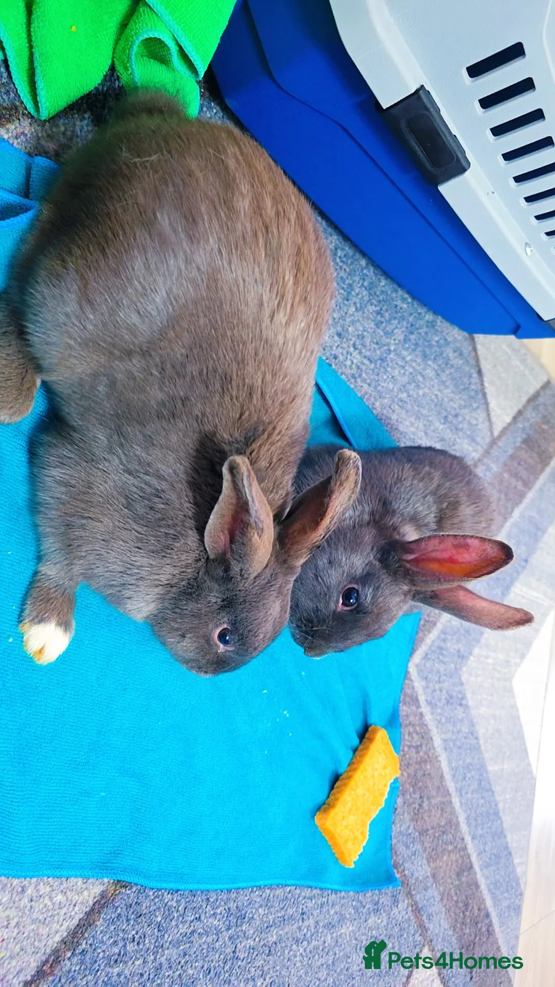 Alaska rabbits for sale: 2 Alaskan rabbits - Advert 6