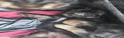 German Shepherd dogs for sale: German Shepherd pups - Advert 9
