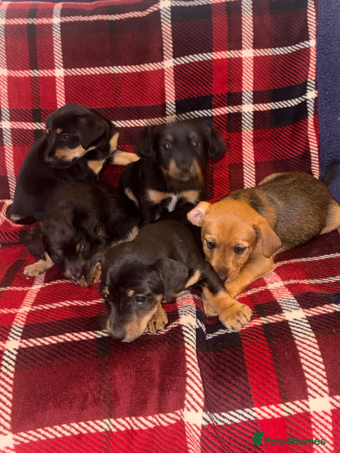 Mixed Breed dogs for sale: Jack Russell cross patterdale - Advert 2