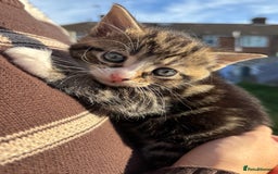 Mixed Breed cats for sale: 5 Gorgeous kittens available now - Image 12