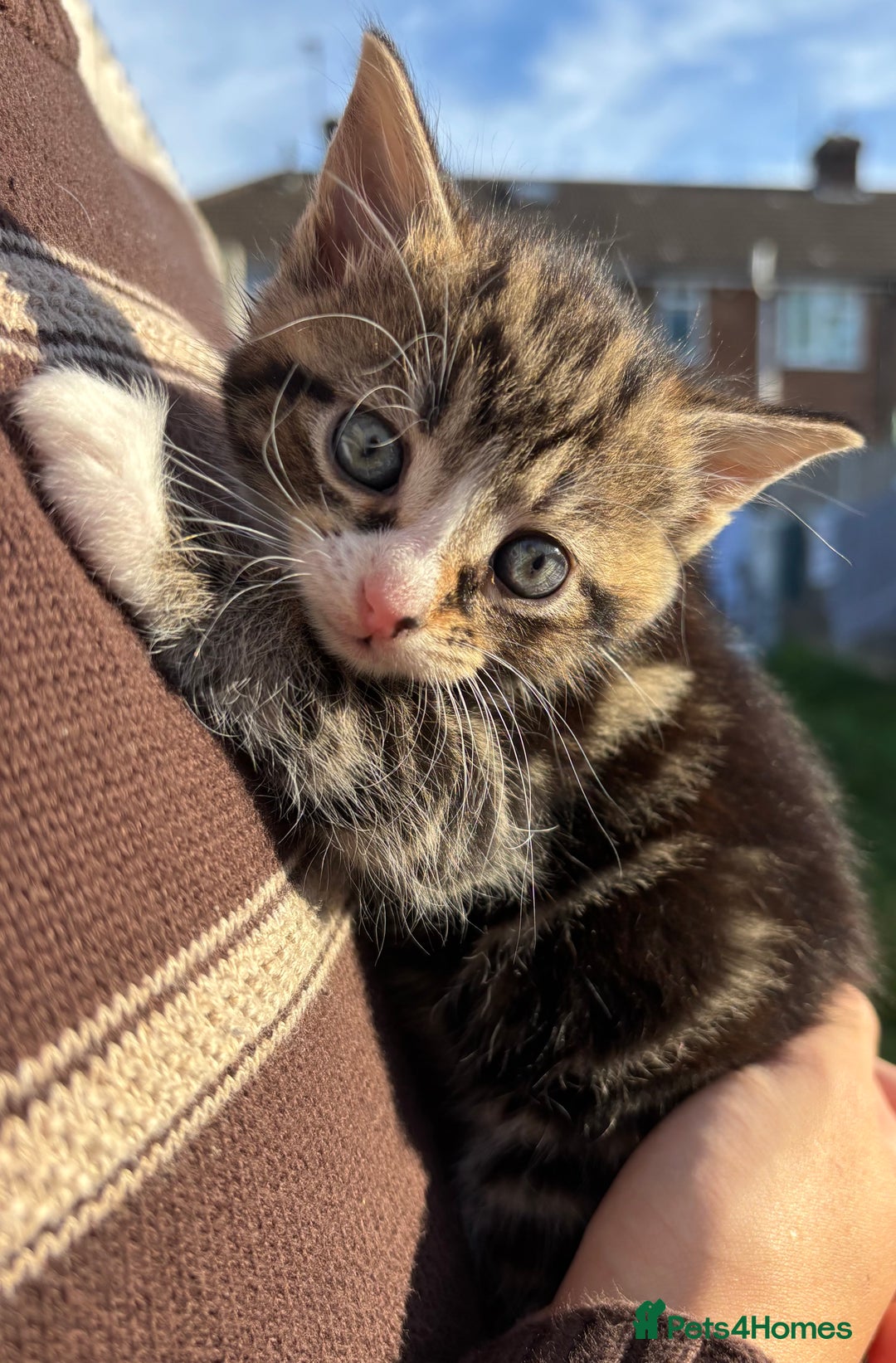 Mixed Breed cats for sale: 5 Gorgeous kittens available now - Image 12