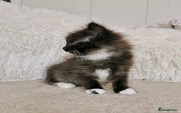 Mixed Breed cats for sale: Ragdoll X Maine Coon Kittens - Image 8