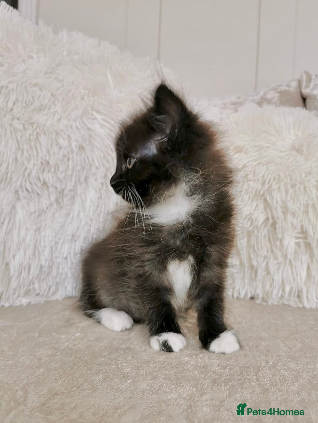 Mixed Breed cats for sale: Ragdoll X Maine Coon Kittens - Image 8