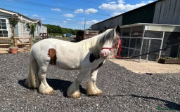 Other Breed horses for sale: Mini Cob - Image 1