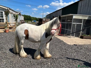 Other Breed horses - Advert 12