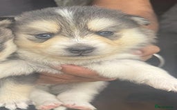 Pomsky dogs for sale: Stunning F4 Pomskies - Image 13