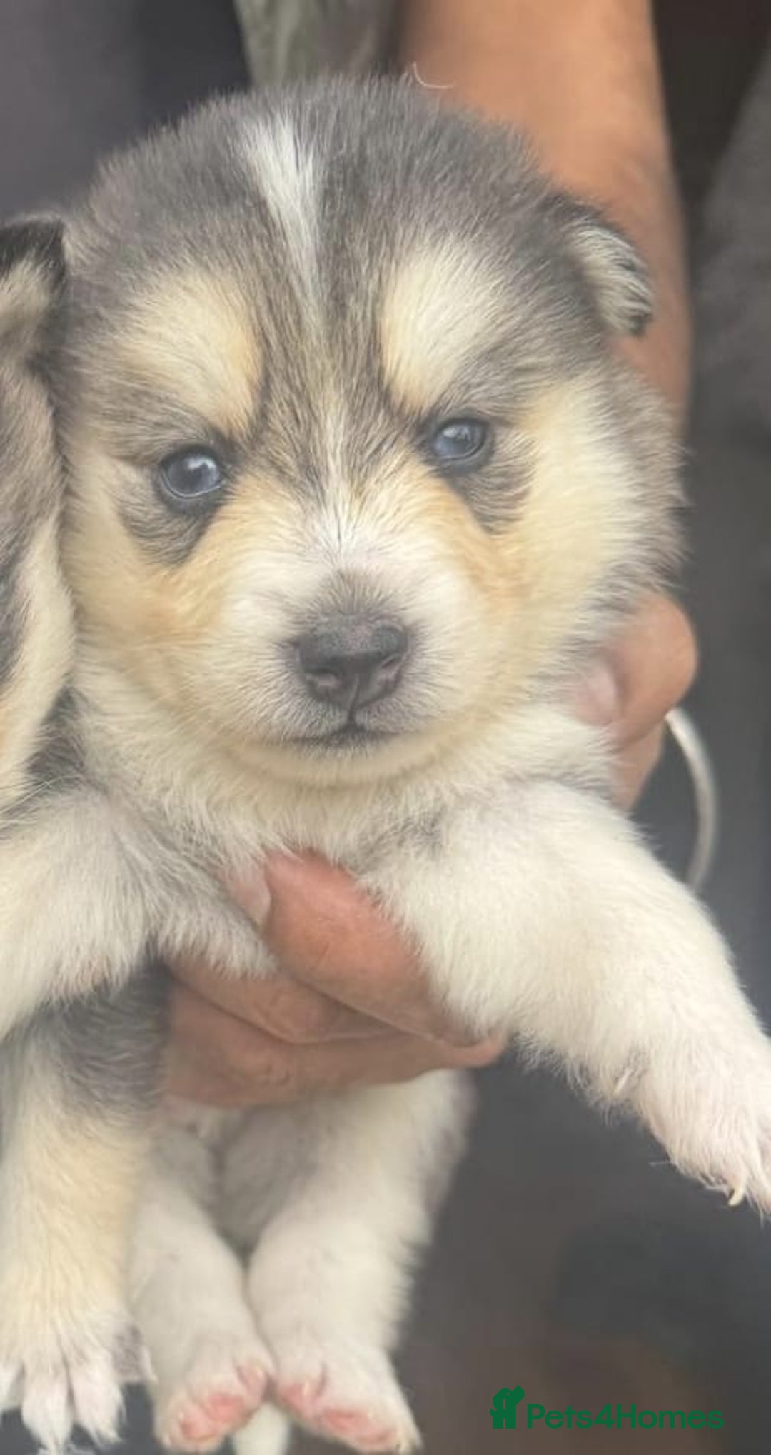 Pomsky dogs for sale: Stunning F4 Pomskies - Image 13