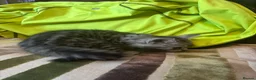 Mixed Breed cats for sale: Stunning kittens ready now (rare colours) - Advert 9