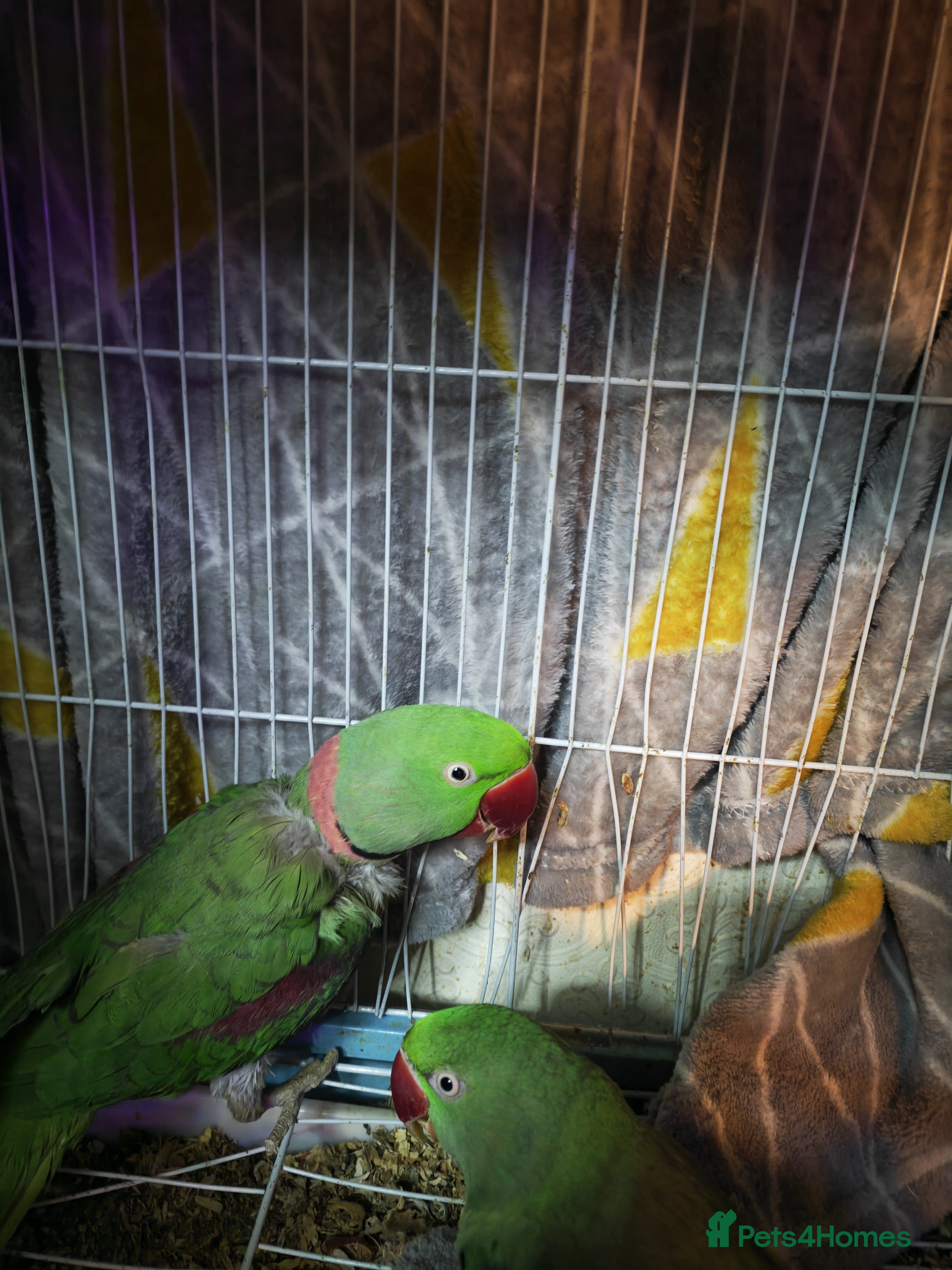 Parakeets birds Alexandrine parrot breading pair - Advert 4