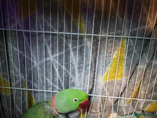 Parakeets birds Alexandrine parrot breading pair - Advert 4