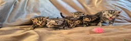 Mixed Breed cats for sale: Maine Coon Cross fluffy kittens  - Advert 15