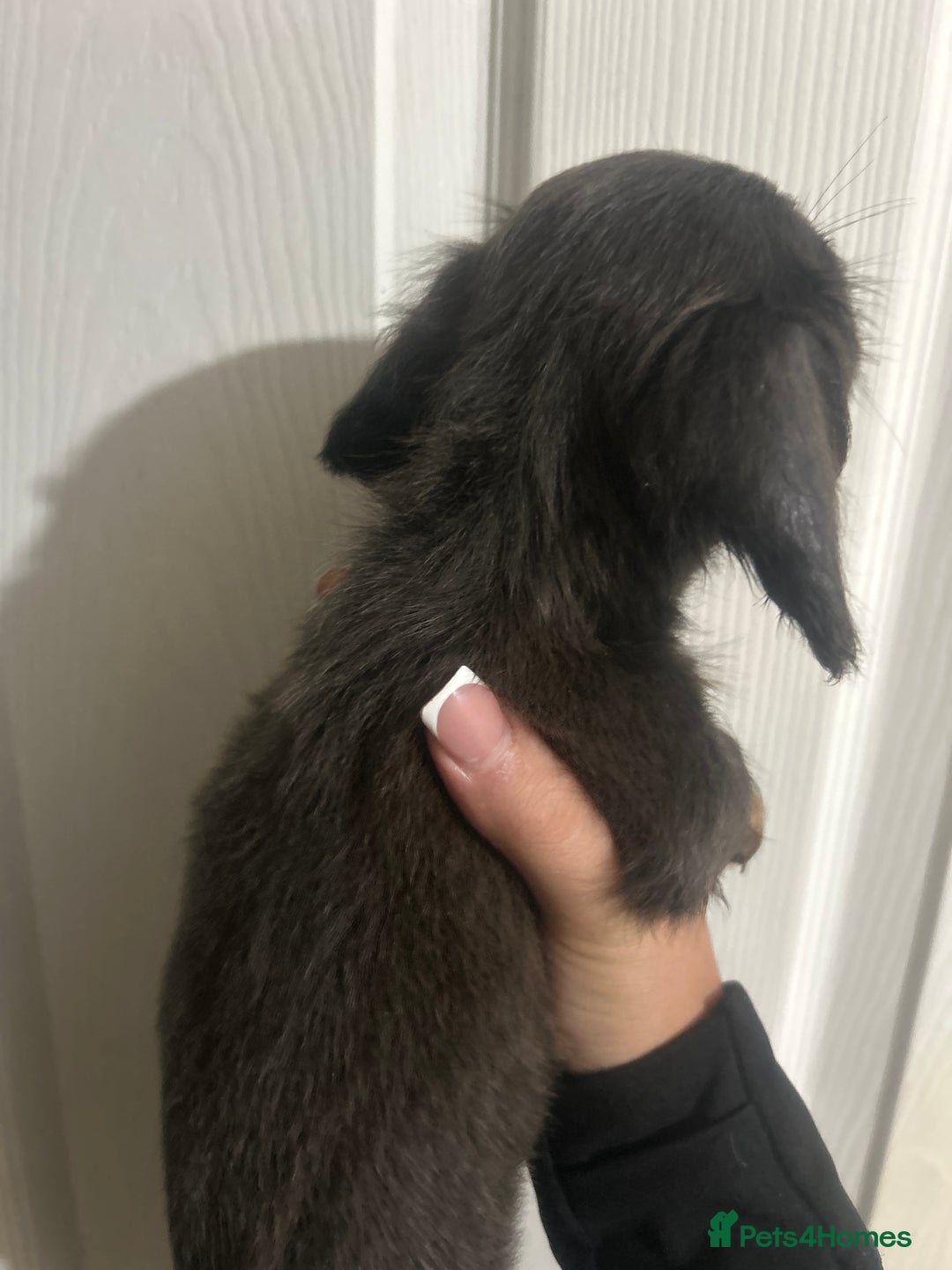 Dachshund dogs for sale: Dachshund puppies - Advert 12