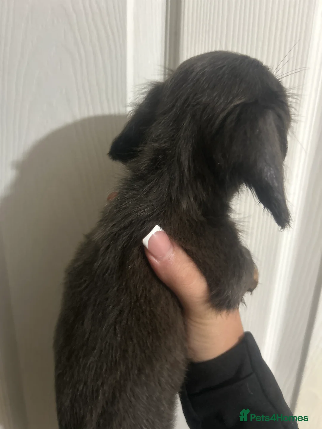 Dachshund dogs for sale: Dachshund puppies - Advert 12