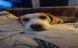 Beagle dogs for sale: Lemon Beagle - Advert 5