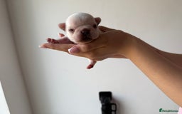 French Bulldog dogs for sale: French bull dogs for sale  - Image 12