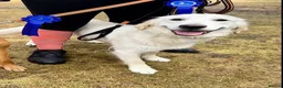 Golden Retriever dogs for sale: KC Registered Golden Retriever Puppies - Advert 16