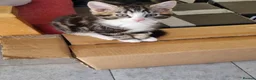 Mixed Breed cats for sale: Playfull beautiful 😍 kittens ready to go £85 - Advert 2