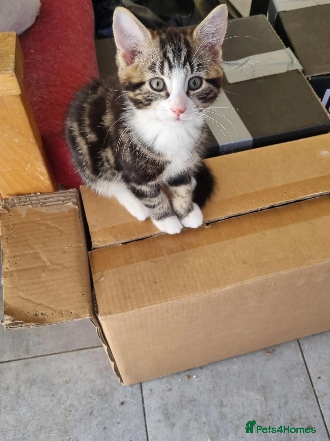 Mixed Breed cats for sale: Playfull beautiful 😍 kittens ready to go £85 - Advert 2