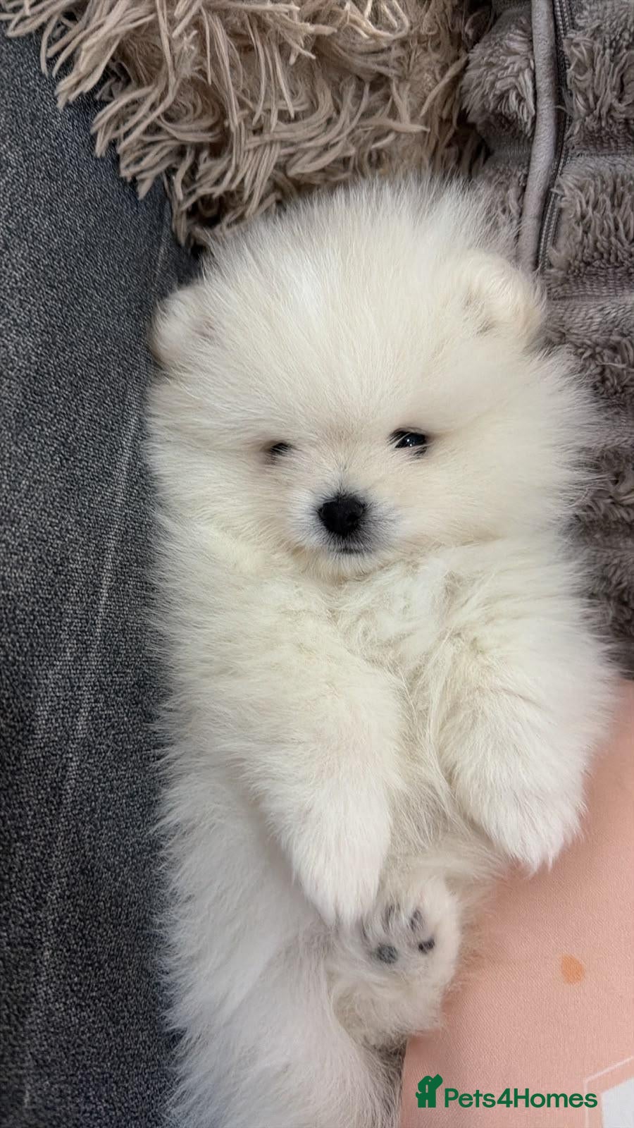 Pomeranian dogs White Pomeranian boy for sale - Advert 16