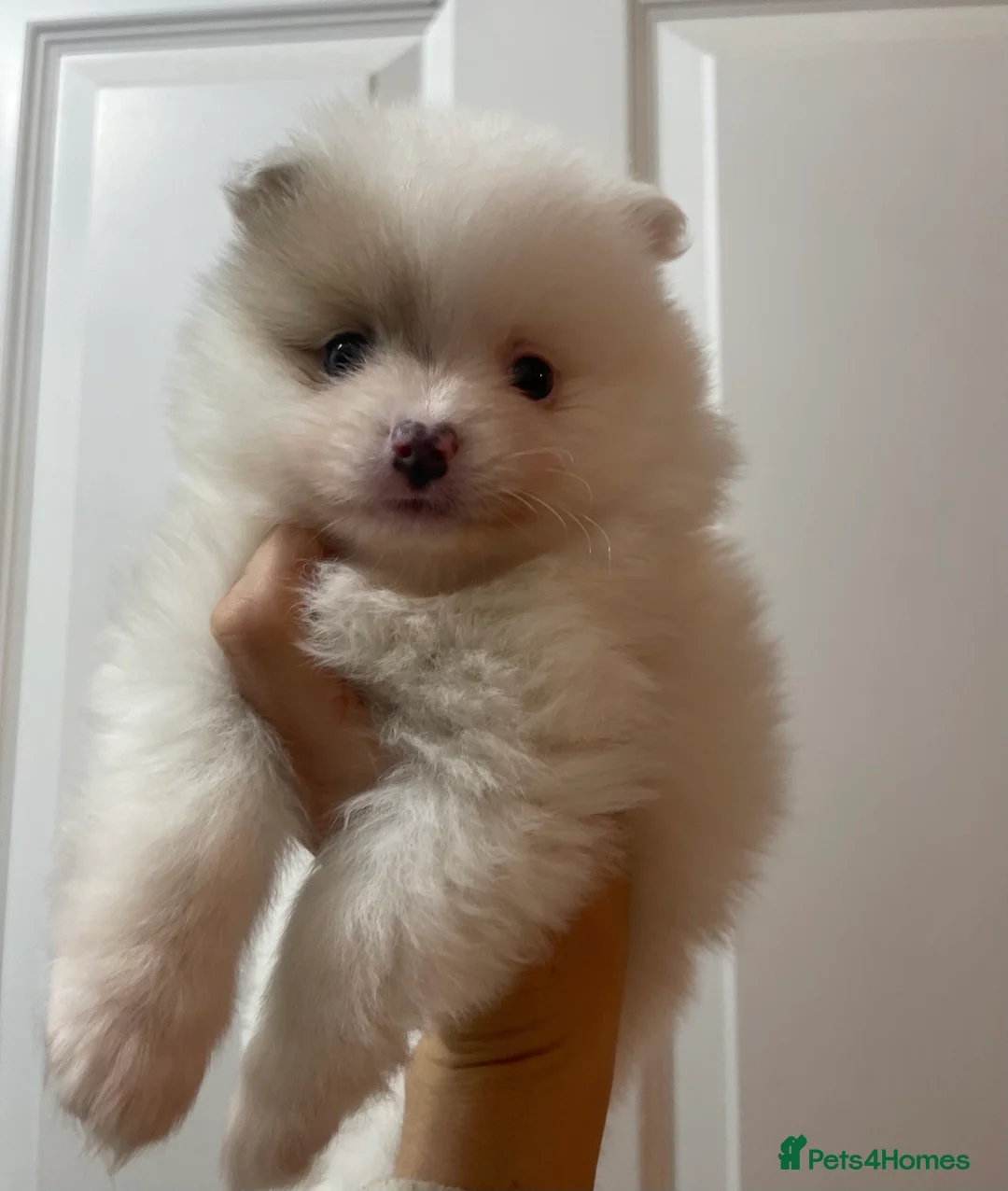 Pomeranian dogs for sale: Beautiful Pomeranian Puppies - Advert 11