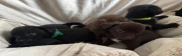Chihuahua dogs for sale: Gorgeous chihuahua pups in Oxted - Advert 6