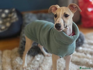 Whippet dogs Stunning kc reg whippet puppy - Advert 9