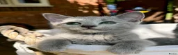 Russian Blue cats for sale: 🐾Champion Line TICA Russian Blue Kittens 🐾 - Advert 18