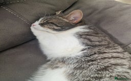 Bengal cats for sale: Beautiful boy bengal - Image 5
