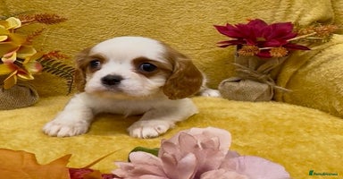 Cavalier King Charles Spaniel dogs - Advert 2