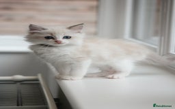 Ragdoll cats for sale: 🐈✨ Tica Registered Ragdoll Kittens in Tamworth - Image 7