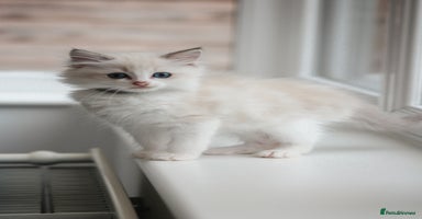 Ragdoll cats in Tamworth - Advert 10