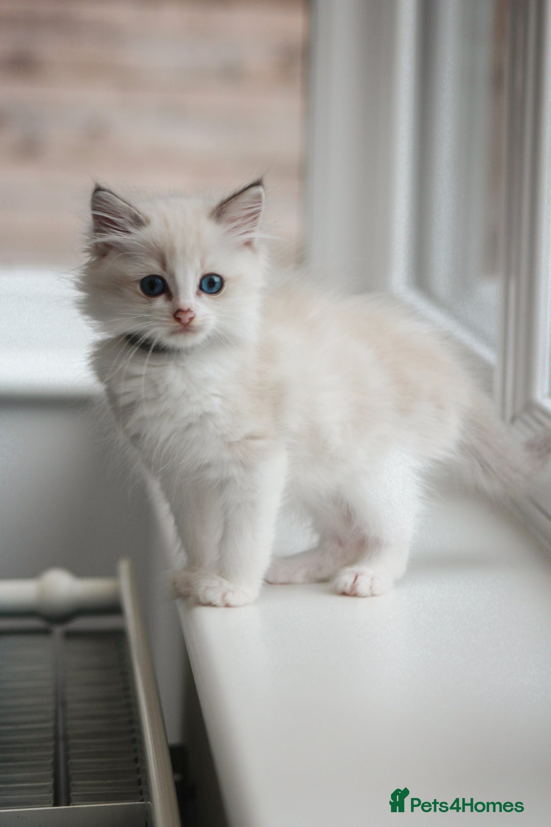 Ragdoll cats for sale: 🐈✨ Tica Registered Ragdoll Kittens in Tamworth - Image 7