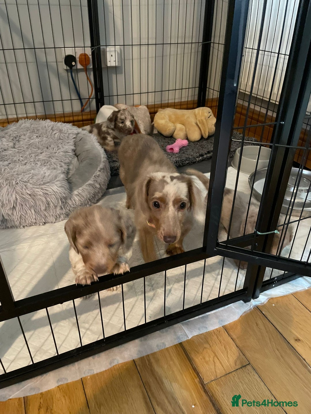 Miniature Dachshund dogs for sale: Long hair, Isabella and tan dapple / piebold  - Advert 16