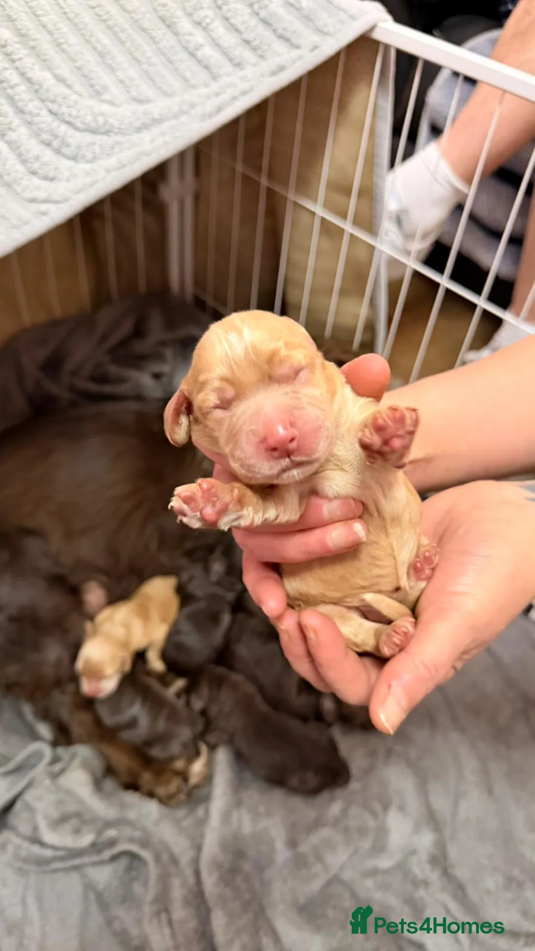 Cocker Spaniel dogs for sale: KC Registered Working Cocker Spaniel Pups in Glasgow - Advert 2