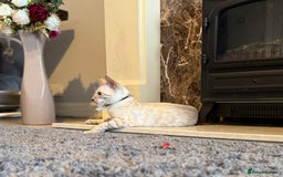 Bengal cats for sale: TICA registered snow lynx Bengal Kittens in Reading - Image 15