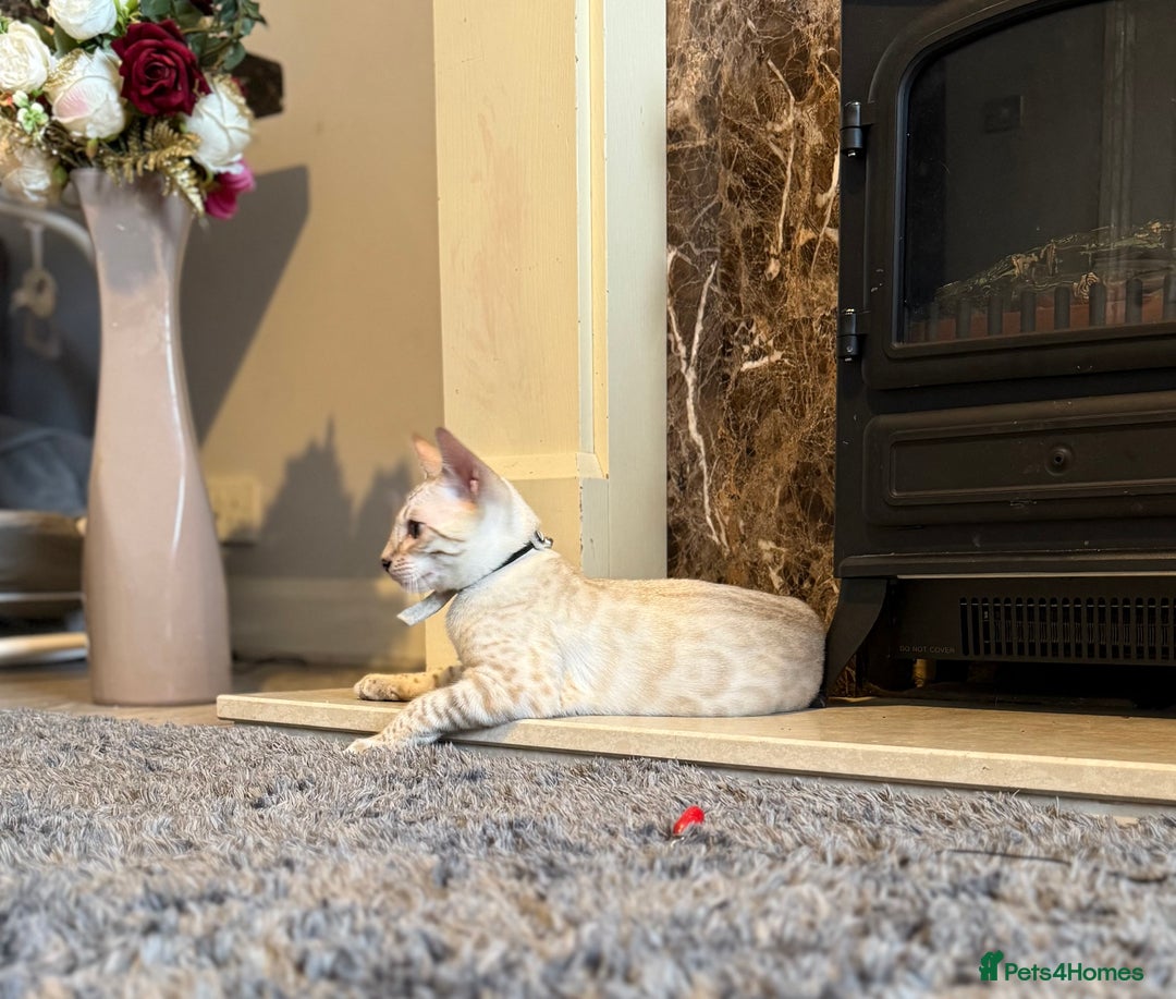 Bengal cats for sale: TICA registered snow lynx Bengal Kittens in Reading - Image 15