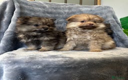 Pomeranian dogs for sale: Pomeranian Puppies BEAUTIFUL Ready Now  - Image 3